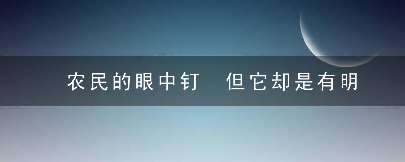 农民的眼中钉 但它却是有明目降压的功效